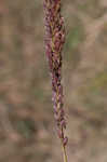 Longspike tridens